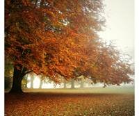 pic for carpet of leaves 960x800